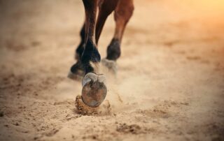 foot-lameness-in-horses