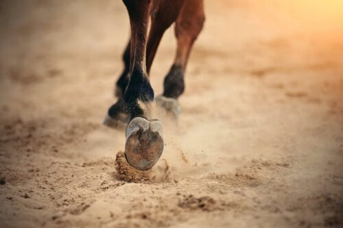 foot-lameness-in-horses