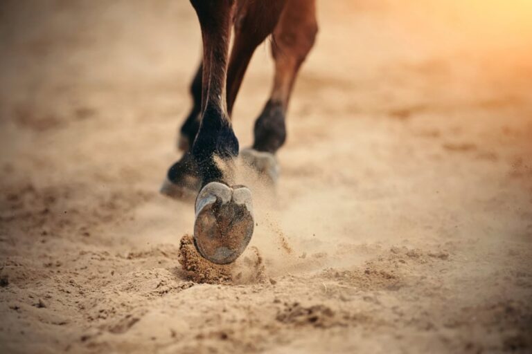 foot-lameness-in-horses