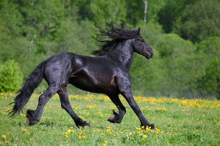 Friesian Horse