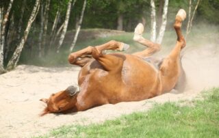 gas-colic-in-horses