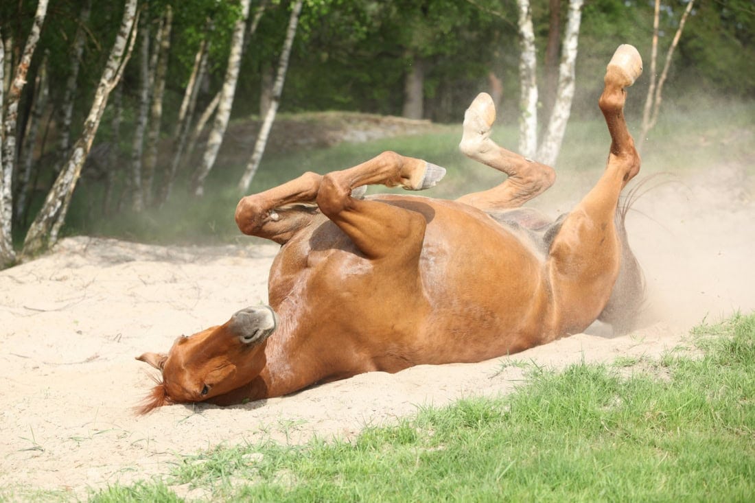Gas Colic in Horses: Causes, Symptoms & Treatment