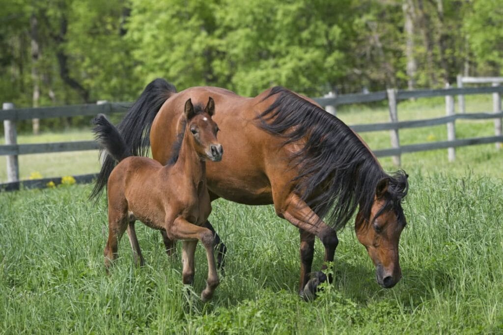 Gestation in Horses: Pregnancy Stages, Care Tips, & Related Medical Concerns
