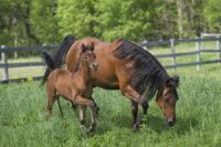 Gestation in Horses: Pregnancy Stages, Care Tips, & Related Medical Concerns