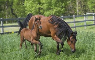 gestation in horses