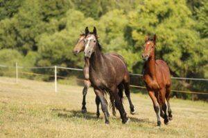 Heart Disease in Horses: Diagnosis, Treatment & Management