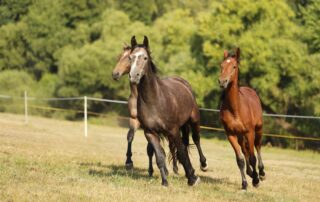 heart-disease-in-horses