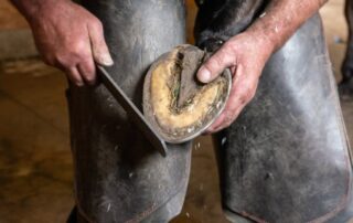 horse-hoof-anatomy