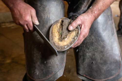 horse-hoof-anatomy
