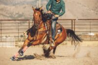 9 Most Common Sports Injuries in Western Performance Horses: Risk Factors, Treatment & Prevention