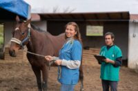 How to Become an Equine Veterinarian: Education, Skills & Job Requirements – [Guide]
