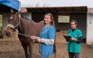 how-to-become-an-equine-veterinarian
