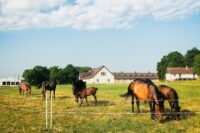 How to Start a Horse Boarding Business: Key Tips for a First-Time Stable Owner [Guide]