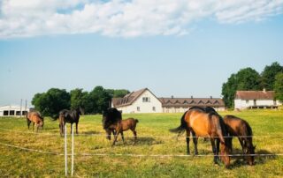 how-to-start-your-own-horse-boarding-business
