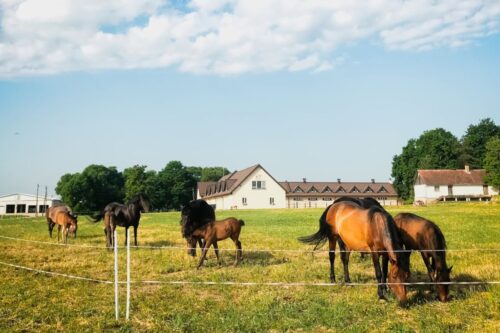 how-to-start-your-own-horse-boarding-business