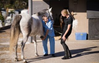 injury-rehab-for-horses