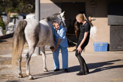 injury-rehab-for-horses
