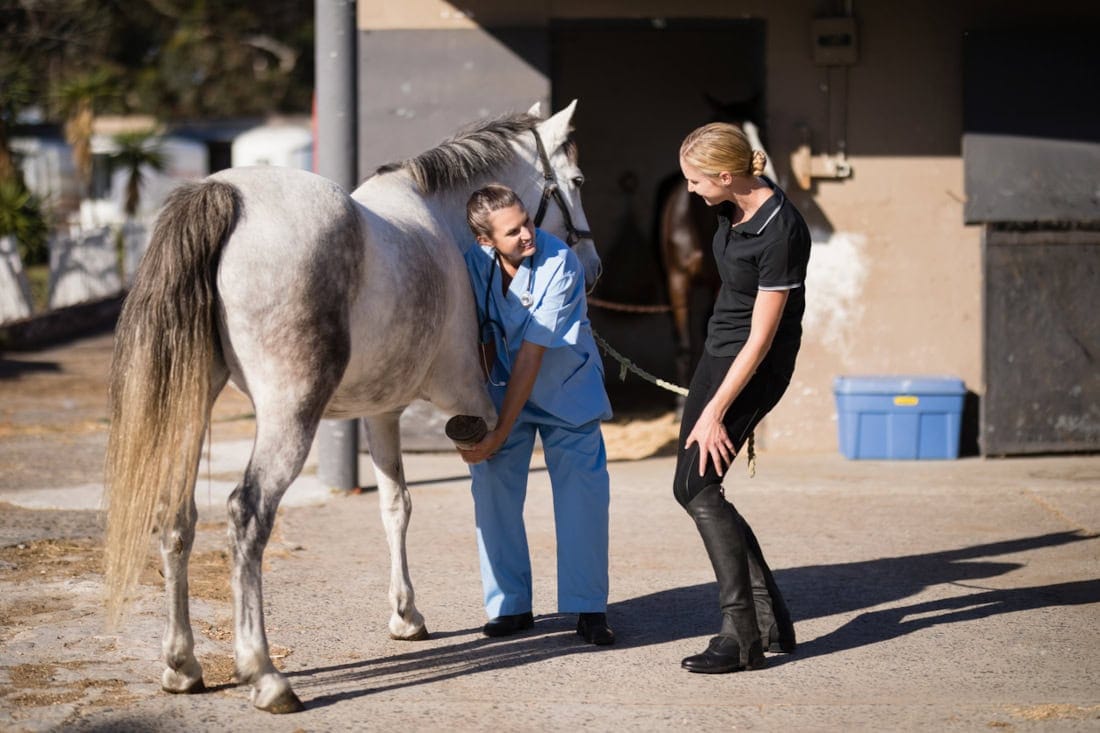 Injury Rehabilitation for Horses: Managing Expectations & Optimizing Recovery for Your Equine Partner
