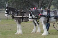 Legendary Draft Horses: The Most Famous Gentle Giants in History