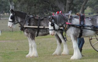legendary-draft-horses-2
