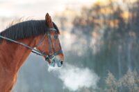 Respiratory Diseases in Horses: Conditions, Symptoms & Diagnosis