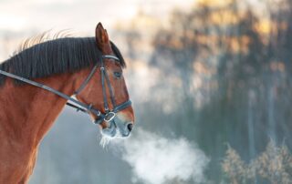 lung-health-in-horses