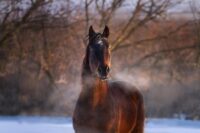 Lungworm in Horses & Donkeys: Symptoms, Diagnosis & Treatment