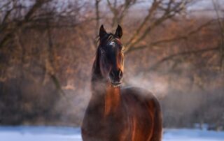 lungworm in horses