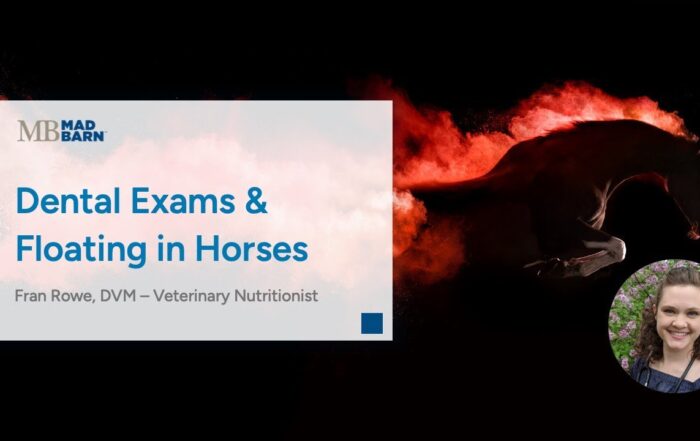 Dental Exams & Floating in Horses – Mad Barn Vet Talk