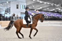 Megan Shea: Building Horse & Rider Confidence in the Elite Dressage Arena [Athlete Profile]