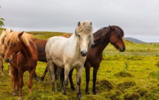 microchipping-your-horse