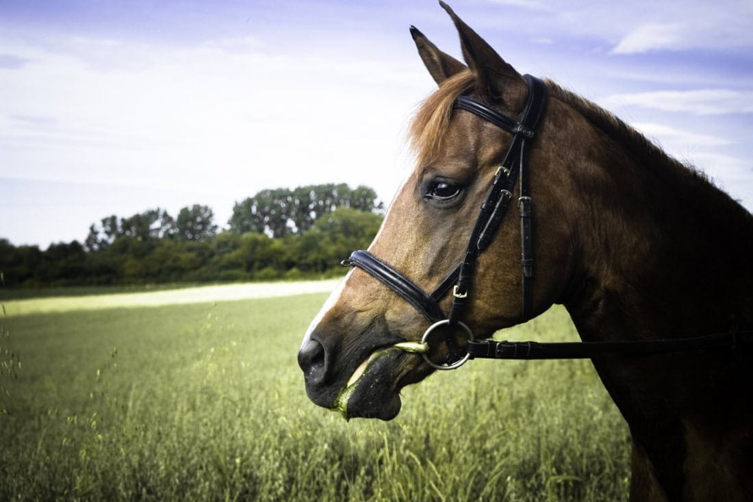 Mouth Corner Lesions and Equine Welfare: Optimizing Comfort on the Bridle
