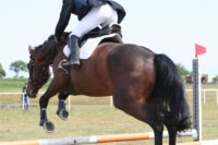 Osselets (Fetlock Arthritis) in Horses: Causes, Risk Factors & Treatment