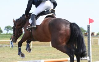 osselets-in-horses