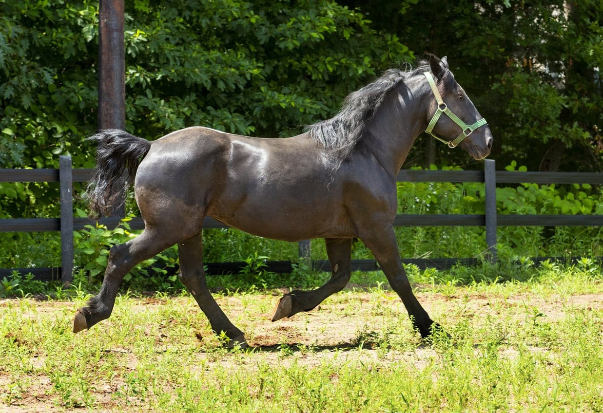 Percheron Horse