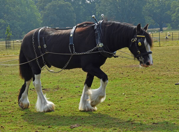 Shire Horse