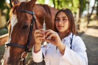 Side Effects of Vaccines in Horses: Administration, Reactions & Prevention