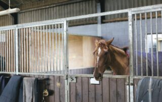 blood-doping-in-equestrian-sport