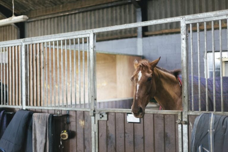 blood-doping-in-equestrian-sport