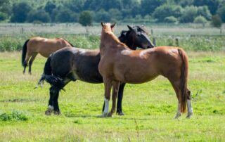 buddy-sour-in-horses