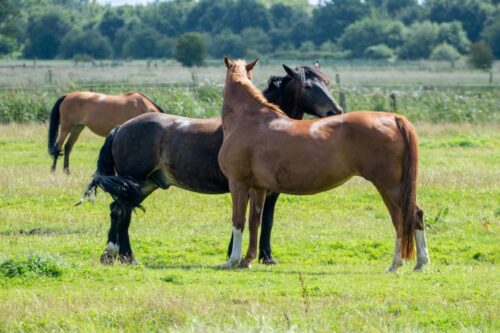 buddy-sour-in-horses
