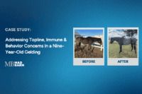 Case Study: Addressing Topline, Immune & Behavior Concerns in a Nine-Year-Old Gelding