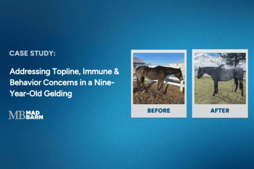 case study: addressing topline, immune and behavior concerns in a nine-year-old gelding