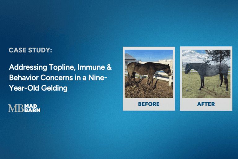 case study: addressing topline, immune and behavior concerns in a nine-year-old gelding