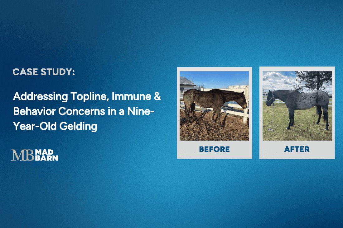 Case Study: Addressing Topline, Immune & Behavior Concerns in a Nine-Year-Old Gelding