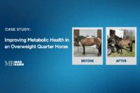 Case Study: Improving Metabolic Health in an Overweight Quarter Horse Mare