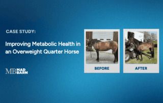 case study: improving metabolic health in an overweight quarter horse