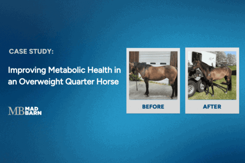case study: improving metabolic health in an overweight quarter horse
