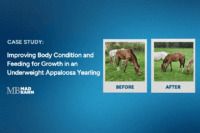 Case Study: Improving Body Condition and Feeding for Growth in an Underweight Appaloosa Yearling