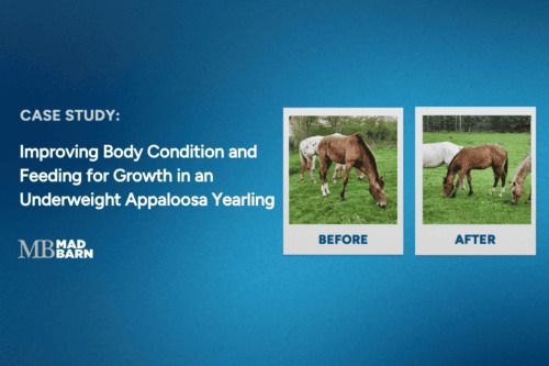 case study: improving body condition and feeding growth in an underweight appaloosa yearling